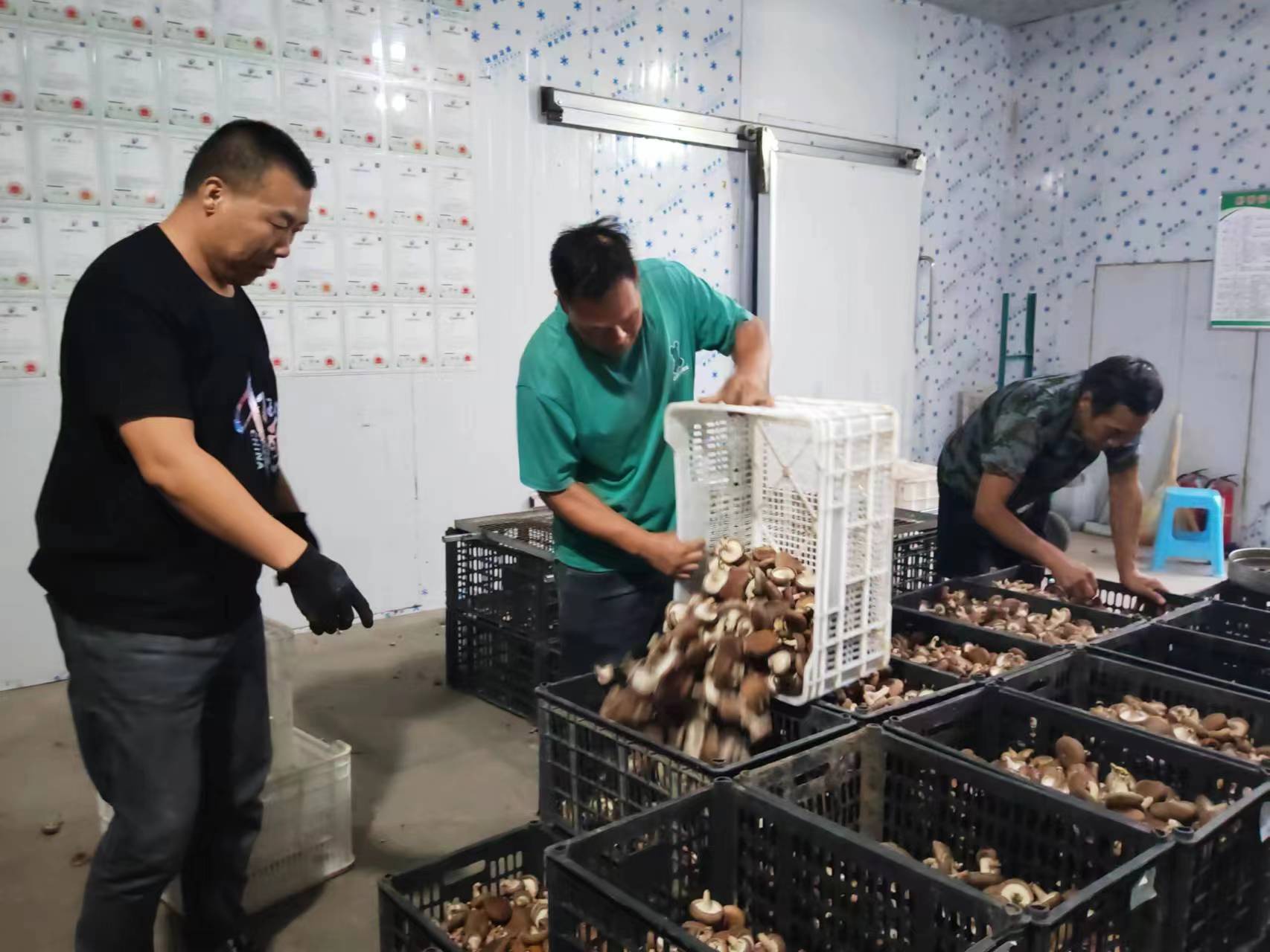 河南盧氏縣“香菇之都”見聞： “白領(lǐng)藍領(lǐng)”采菇忙 村婦變身“鐵姑娘  ”