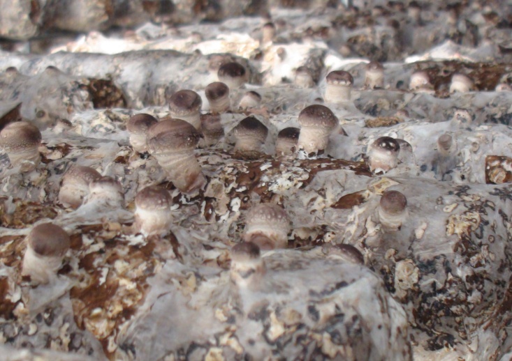 香菇養(yǎng)菌過程的必要條件